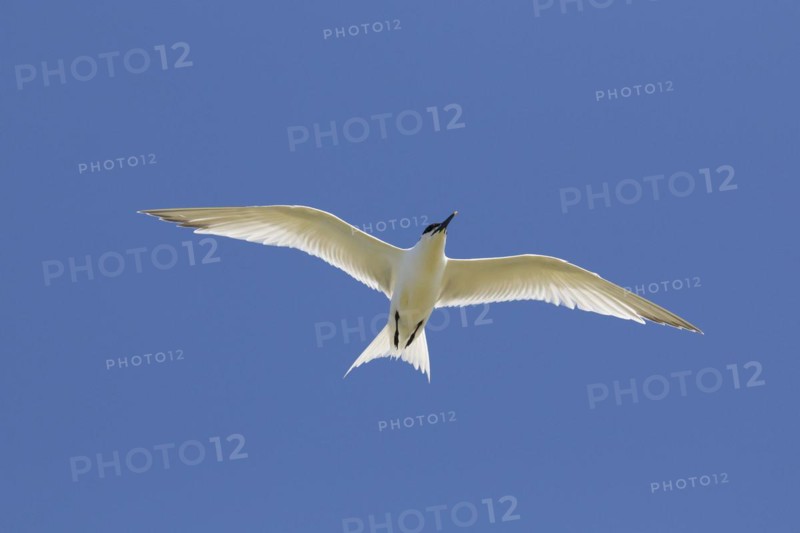 Sandwich tern