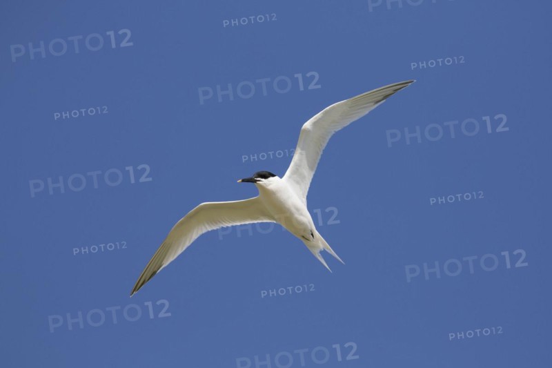 Sandwich tern