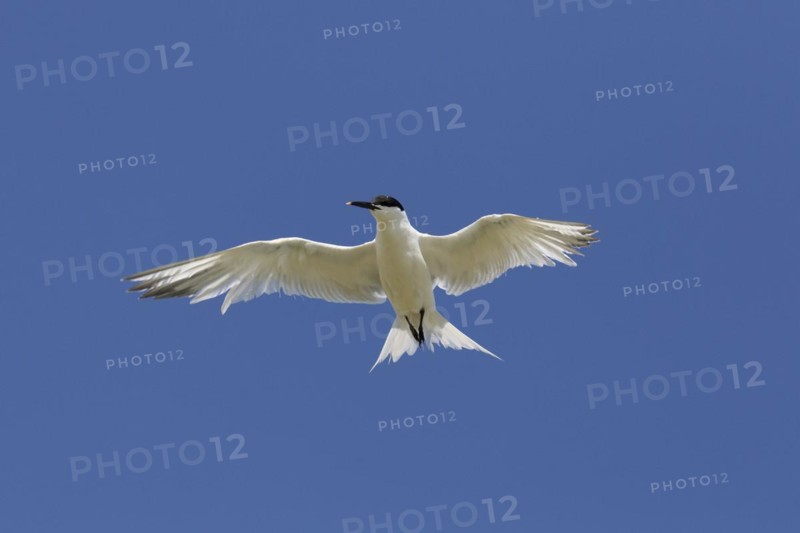 Sandwich tern