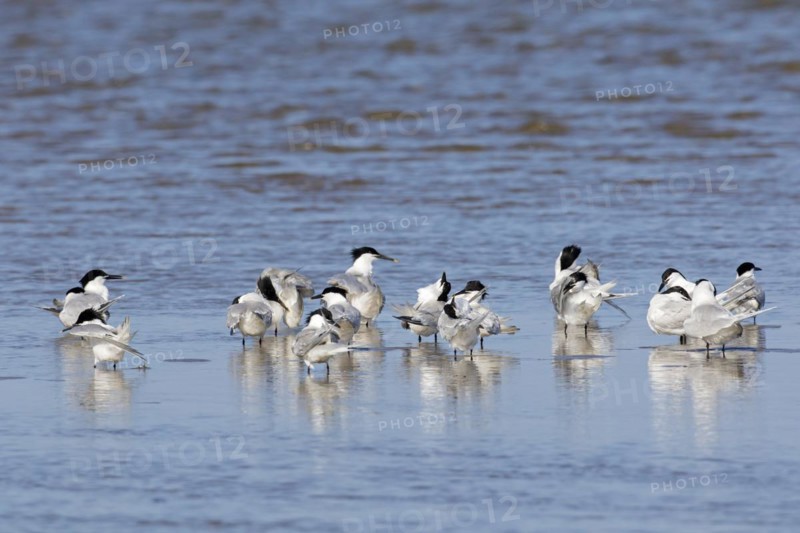 Sandwich terns