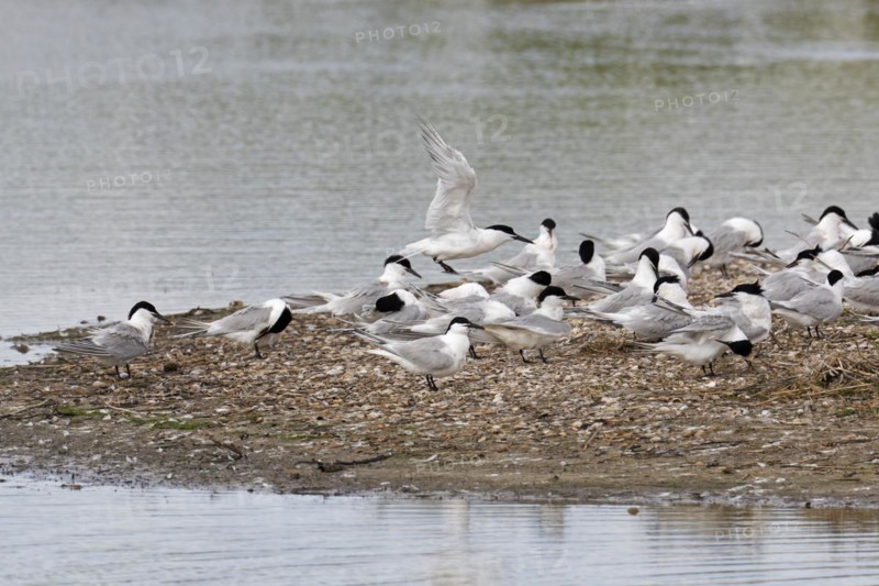 Sandwich terns