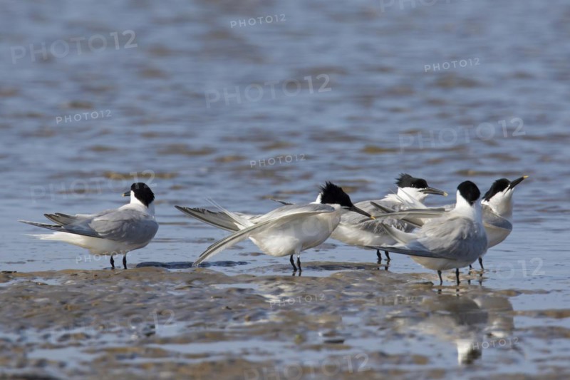 Sandwich terns