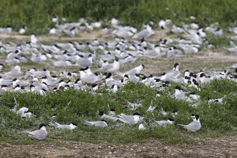 Sandwich terns