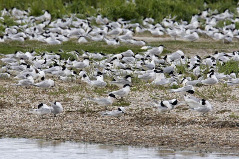 Sandwich terns