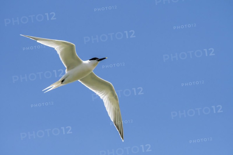 Sandwich tern