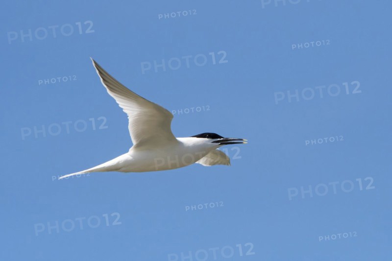 Sandwich tern