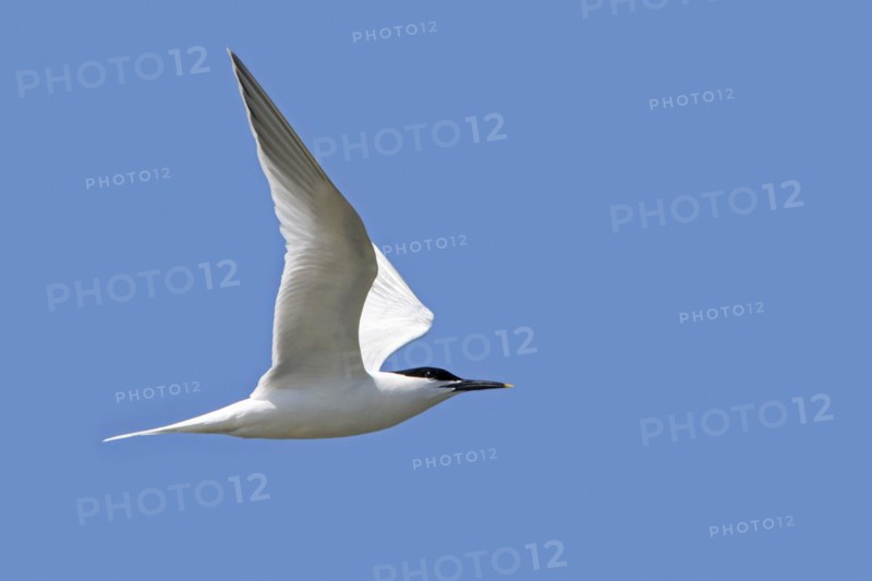 Sandwich tern