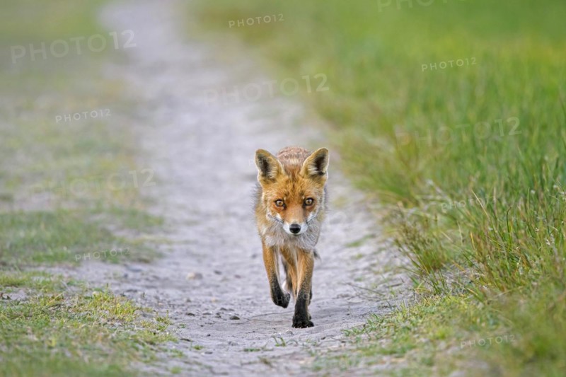 Solitary red fox
