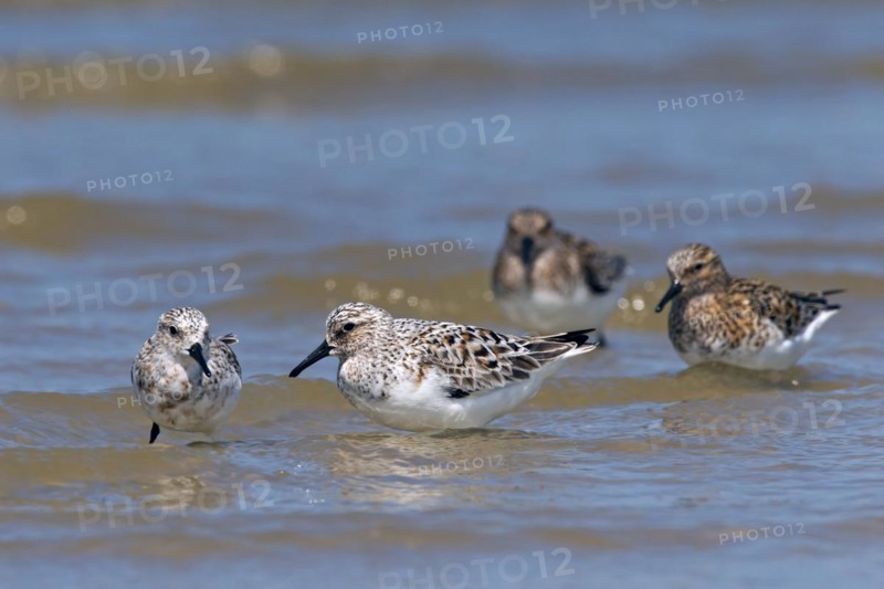 Sanderling