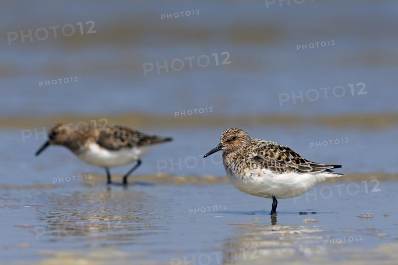 Two Sanderlings