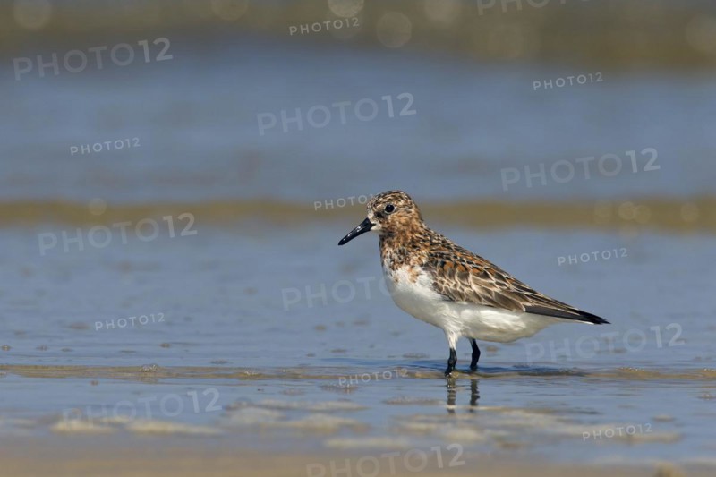 Sanderling