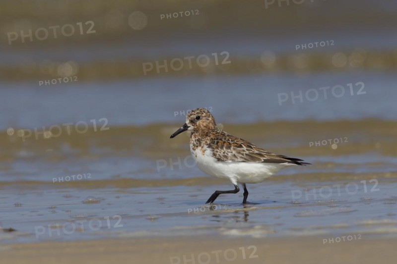Sanderling