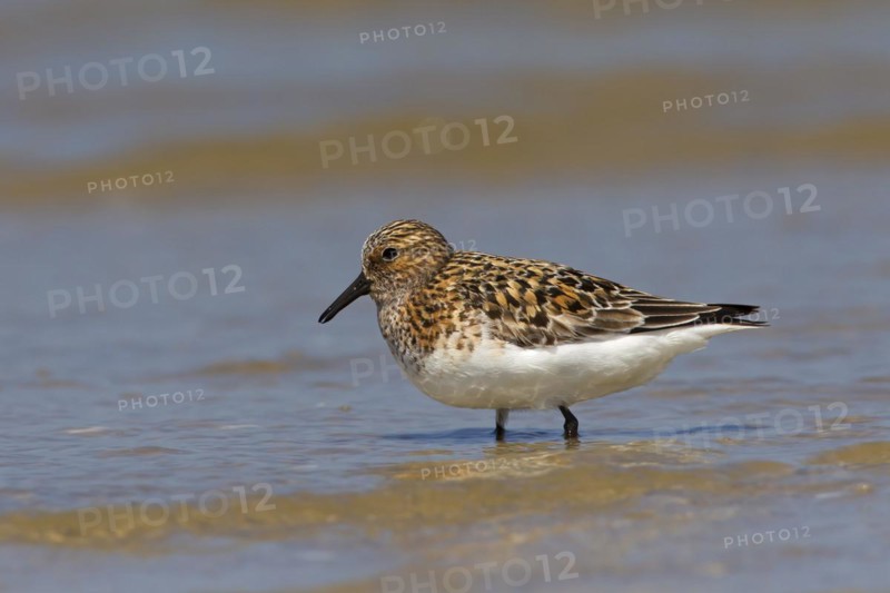 Sanderling