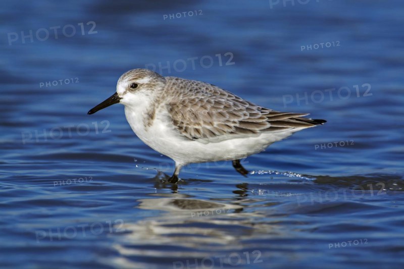 Sanderling