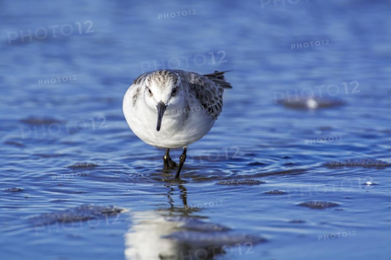 Sanderling