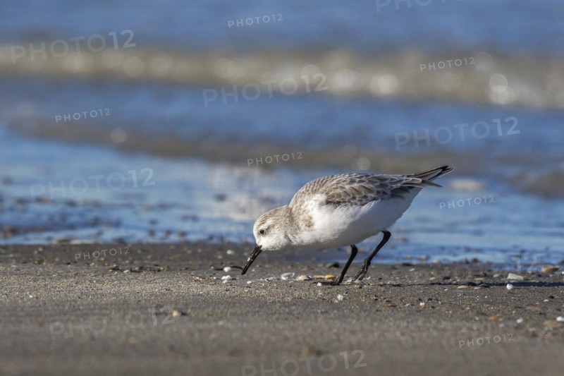 Sanderling