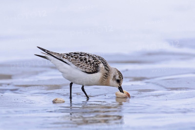 Sanderling