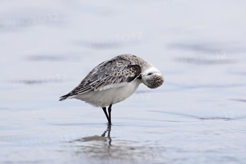 Sanderling