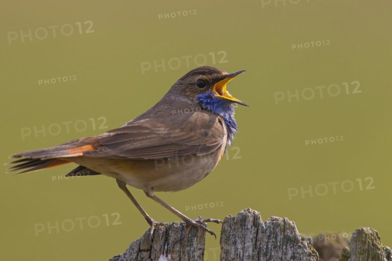 White-spotted bluethroat