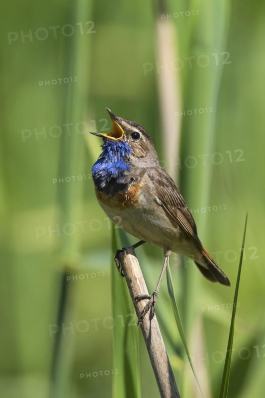 White-spotted bluethroat