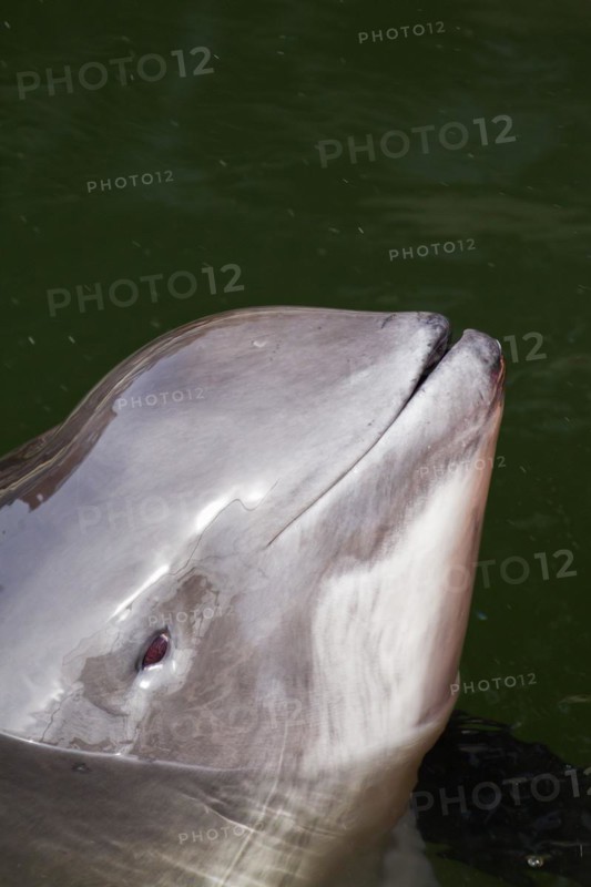 Harbour porpoise