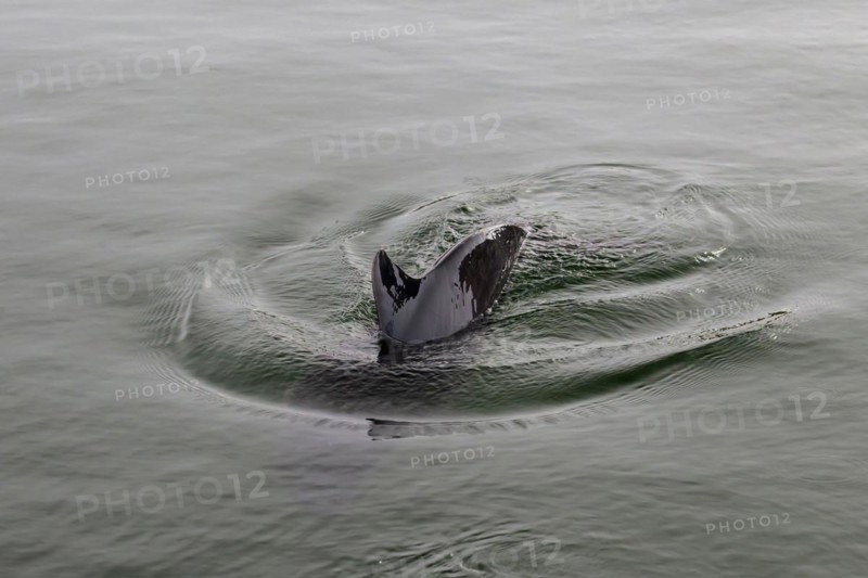 Harbour porpoise