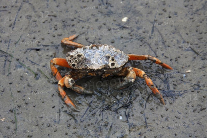 European shore crab
