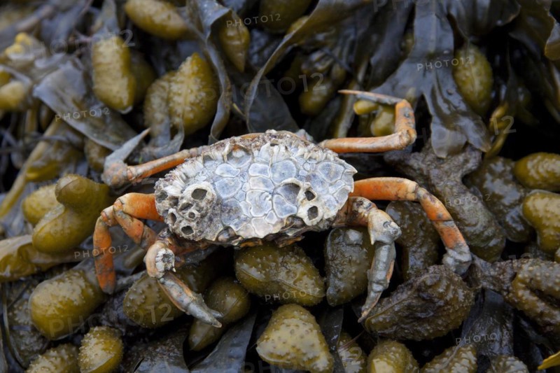 European shore crab