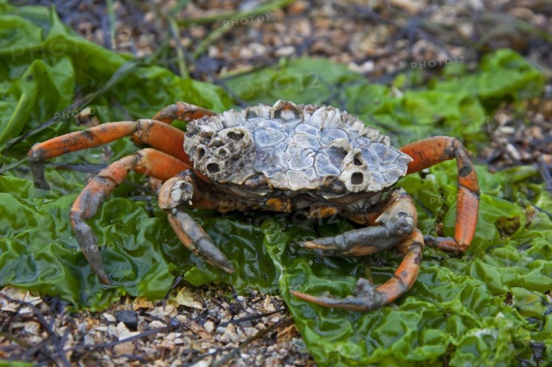 European shore crab