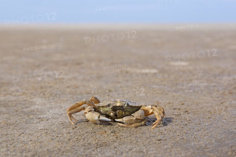 Green shore crab