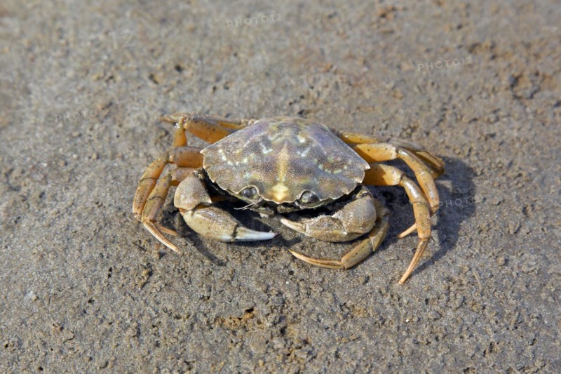Green shore crab