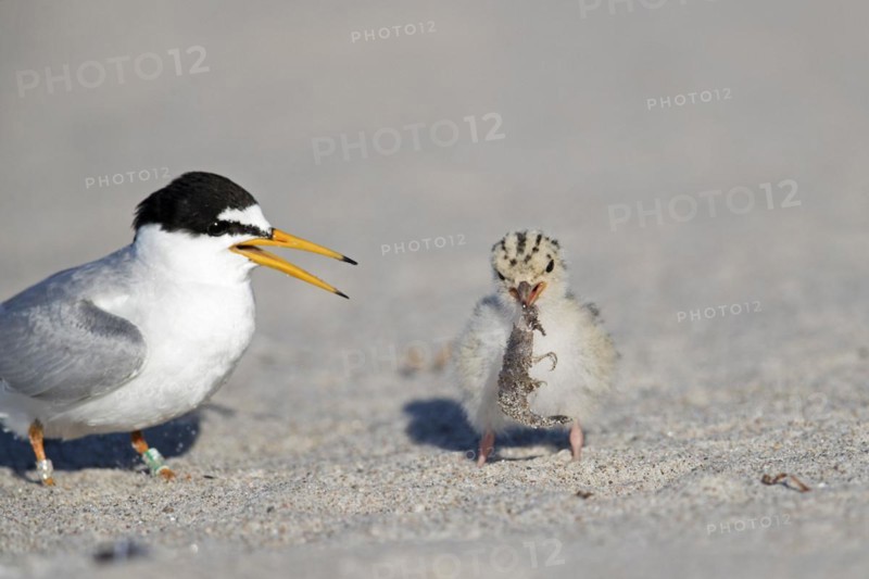 Ringed little tern