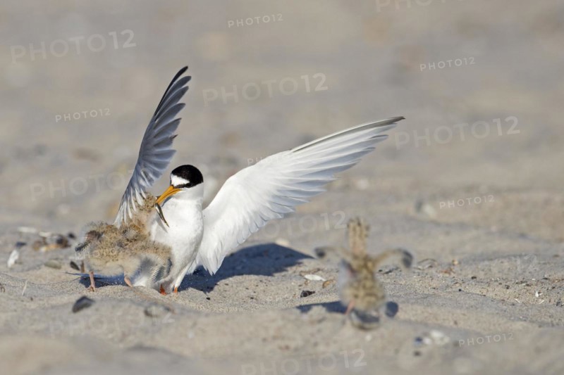 Little tern