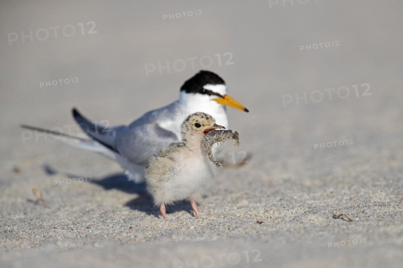 Little tern