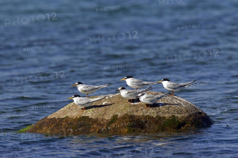 Little Tern