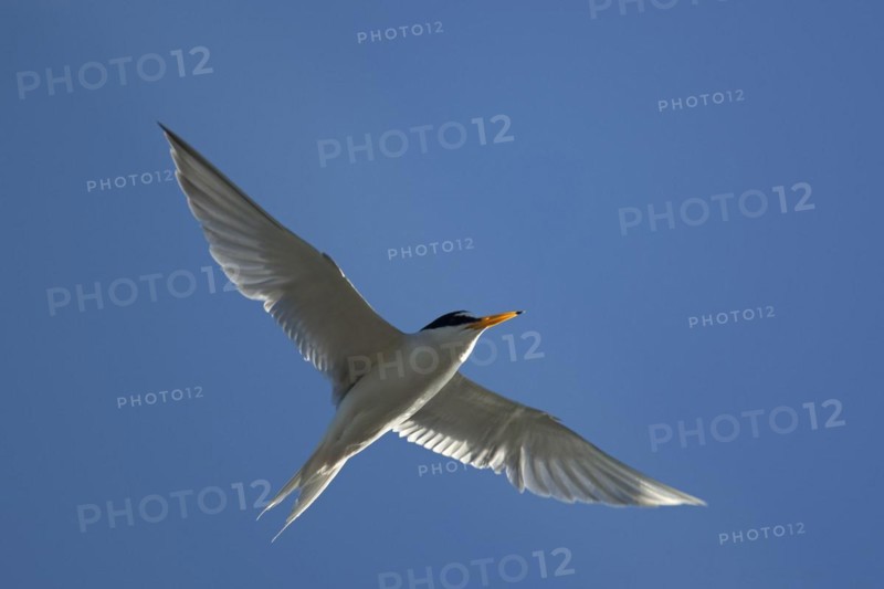 Little tern