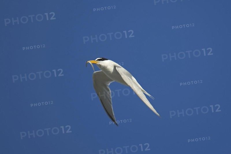 Little tern