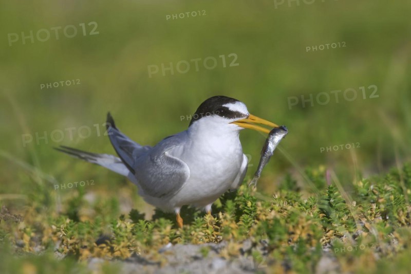 Little tern