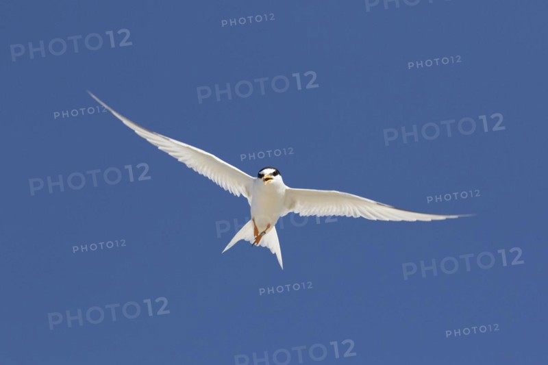 Banded little tern