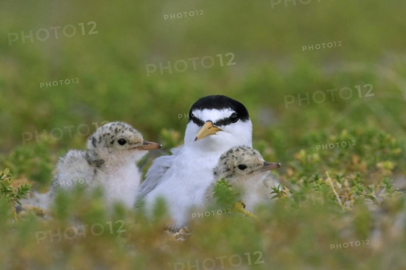 Little tern
