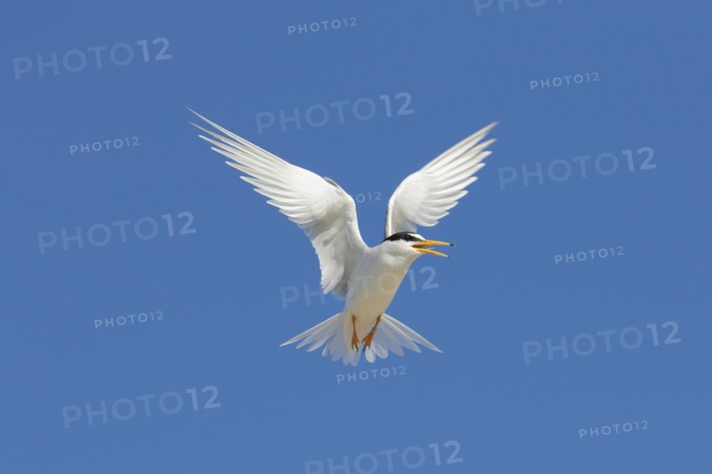 Banded little tern