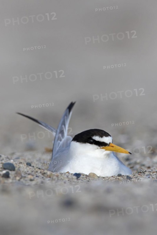 Little tern