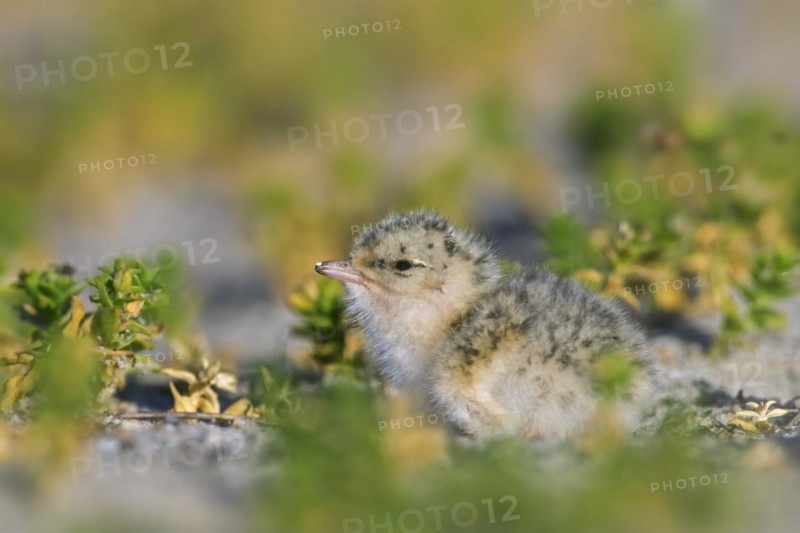Little tern