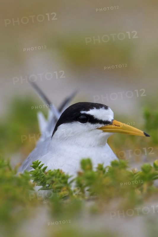 Little tern