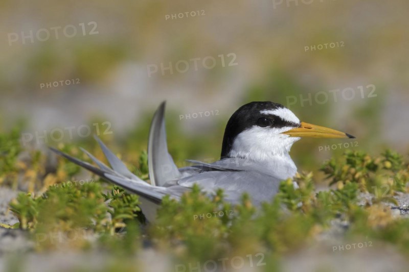 Little tern