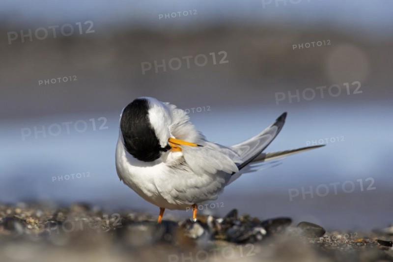 Little tern