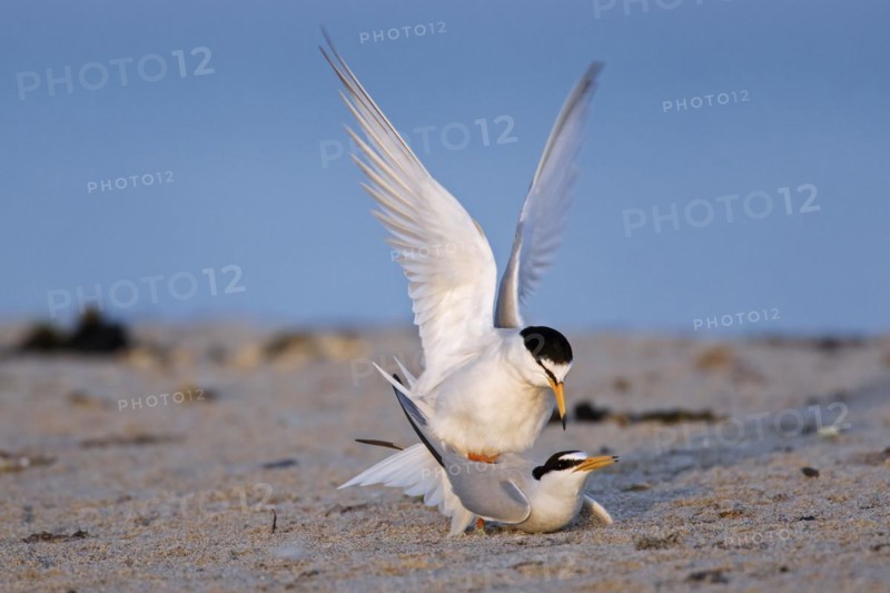 Little terns