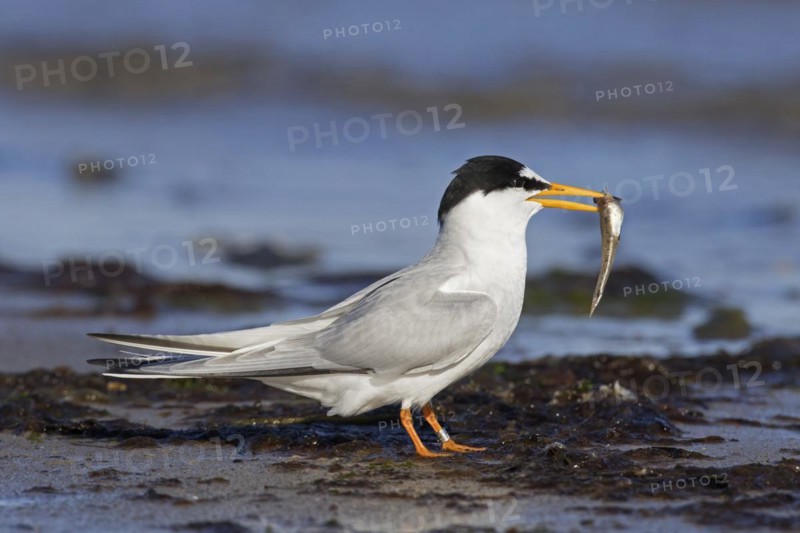 Little tern