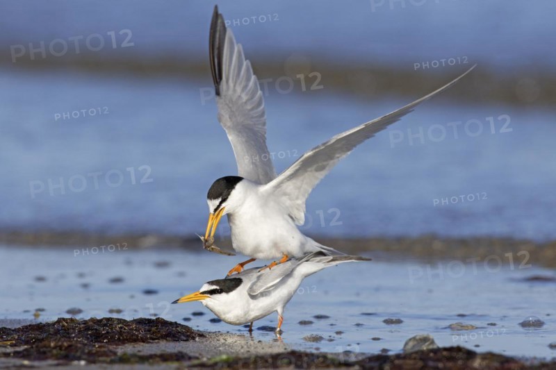 Little terns