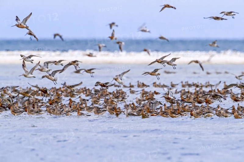 Bar-tailed godwits